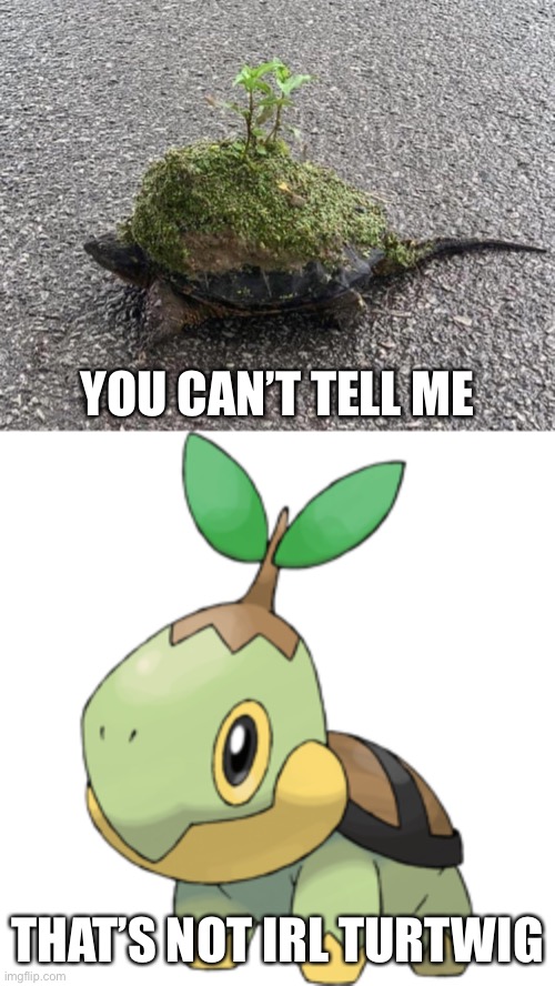 More like torterra | YOU CAN’T TELL ME; THAT’S NOT IRL TURTWIG | made w/ Imgflip meme maker