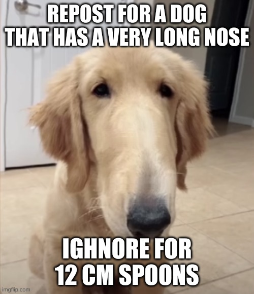 A dog that has a long nose | REPOST FOR A DOG THAT HAS A VERY LONG NOSE; IGHNORE FOR 12 CM SPOONS | image tagged in a dog that has a long nose | made w/ Imgflip meme maker