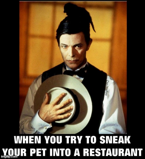 image tagged in david bowie,hair,pets,restaurant,foodies,parakeet | made w/ Imgflip meme maker