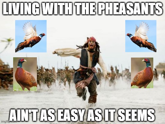 A bit unpheasant | LIVING WITH THE PHEASANTS; AIN'T AS EASY AS IT SEEMS | image tagged in memes,jack sparrow being chased | made w/ Imgflip meme maker
