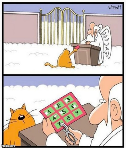 Well They Say It....Don't They... | image tagged in memes,comics,cats,take,one,life | made w/ Imgflip meme maker