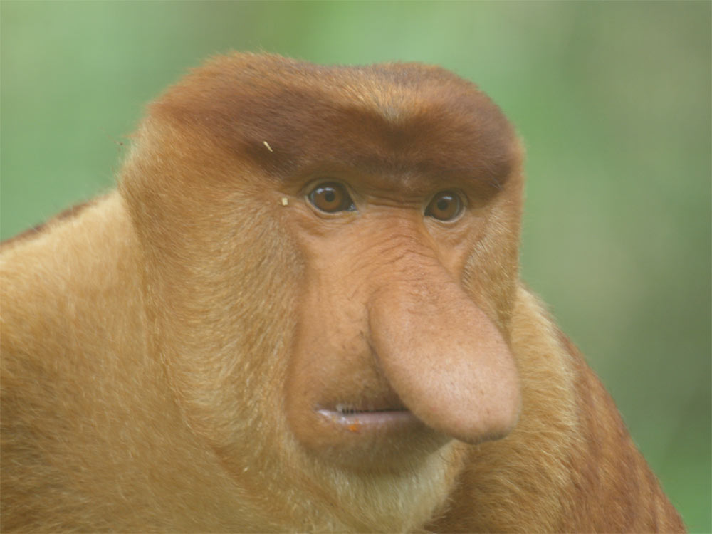 This Monkey is a liar Blank Meme Template