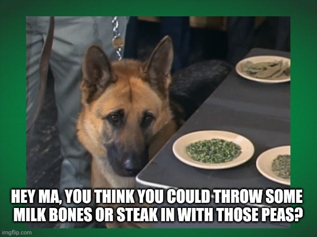 No Peas Please | HEY MA, YOU THINK YOU COULD THROW SOME 
MILK BONES OR STEAK IN WITH THOSE PEAS? | image tagged in hungry dog,no more peas,milk bones please,funny dog memes,dogs,funny | made w/ Imgflip meme maker