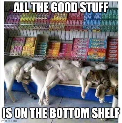 THAT'S WHERE THE NAPS ARE | ALL THE GOOD STUFF; IS ON THE BOTTOM SHELF | image tagged in cats,funny cats | made w/ Imgflip meme maker