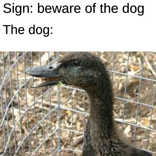 The dog | Sign: beware of the dog; The dog: | image tagged in memes | made w/ Imgflip meme maker