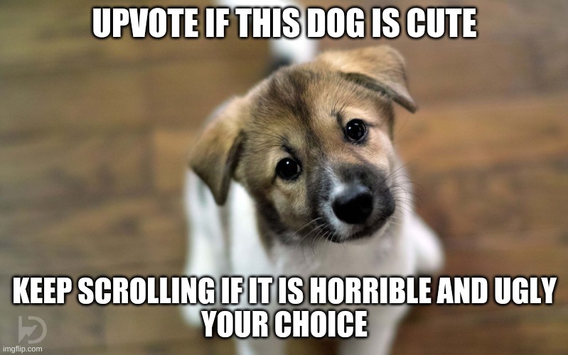 Cute dog | UPVOTE IF THIS DOG IS CUTE; KEEP SCROLLING IF IT IS HORRIBLE AND UGLY
YOUR CHOICE | image tagged in cute dog | made w/ Imgflip meme maker