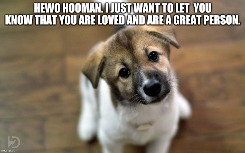 Cute dog | HEWO HOOMAN. I JUST WANT TO LET  YOU KNOW THAT YOU ARE LOVED AND ARE A GREAT PERSON. | image tagged in cute dog | made w/ Imgflip meme maker