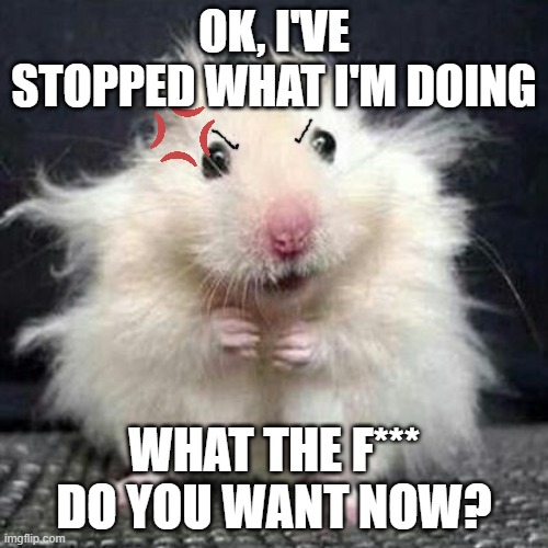 "can you do this for me?" for the 5th time in a row | OK, I'VE STOPPED WHAT I'M DOING; WHAT THE F*** DO YOU WANT NOW? | image tagged in stressed mouse,angry,what do you want | made w/ Imgflip meme maker