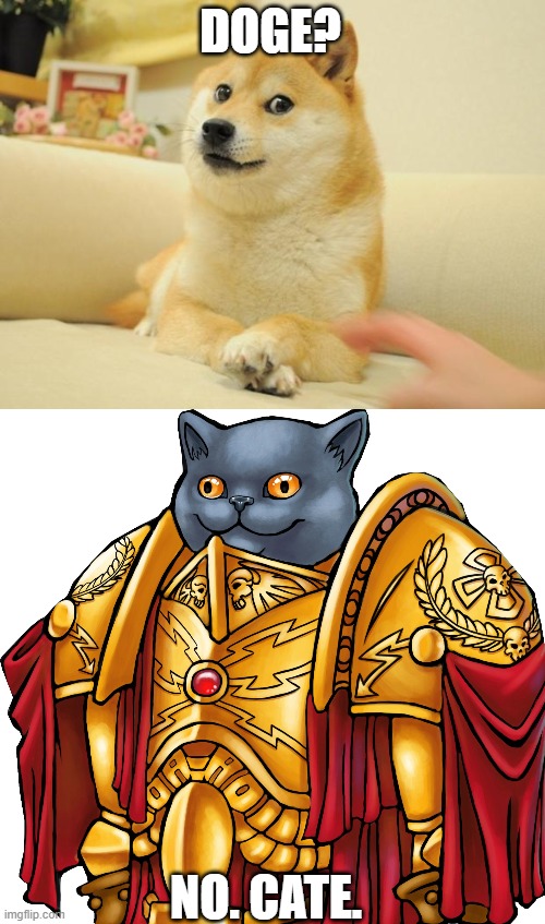 DOGE? NO. CATE. | image tagged in memes,doge 2,kitten the captain general | made w/ Imgflip meme maker