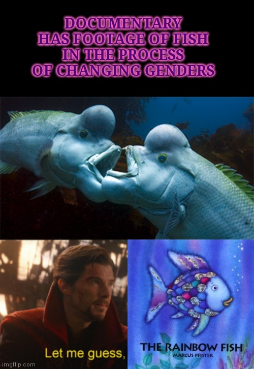 Gender changing fish | DOCUMENTARY HAS FOOTAGE OF FISH IN THE PROCESS OF CHANGING GENDERS | image tagged in blank black,fish that can change gender,dr strange let me guess 2,fish children's book rainbow fish | made w/ Imgflip meme maker