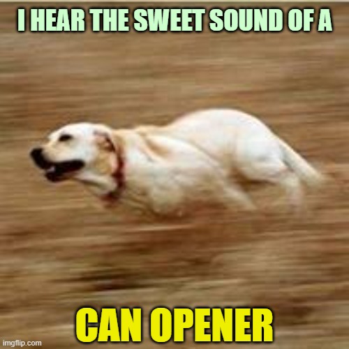 Bionic hearing | I HEAR THE SWEET SOUND OF A; CAN OPENER | image tagged in speedy doggo,speed,dinner,hearing,dogs,can | made w/ Imgflip meme maker