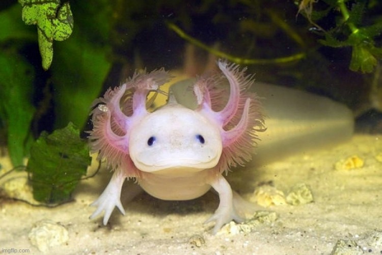 Axolotl | image tagged in axolotl | made w/ Imgflip meme maker