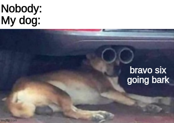 not actually my dog | Nobody: 
My dog:; bravo six going bark | image tagged in blank white template,dogs | made w/ Imgflip meme maker