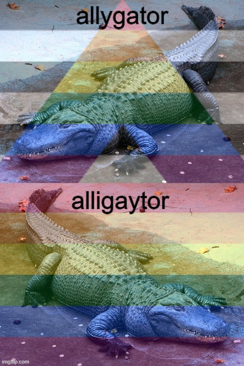 alligators are cool ? | allygator; alligaytor | image tagged in alligator,gay,ally | made w/ Imgflip meme maker