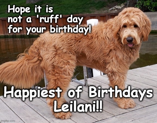 Happy Birthday Leilani | Hope it is not a 'ruff' day for your birthday! Happiest of Birthdays

Leilani!! | image tagged in happy birthday,birthday,goldendoodle | made w/ Imgflip meme maker