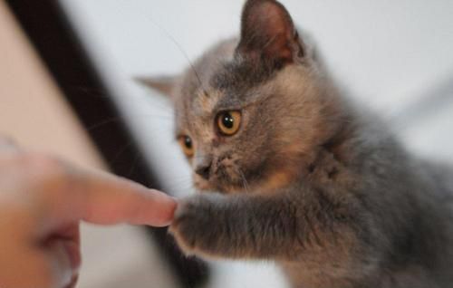 image tagged in cats,animals,kittens