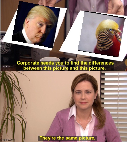Whoops I accidentally put in the same picture two times! | image tagged in memes,they're the same picture,donald trump,good bye trump | made w/ Imgflip meme maker