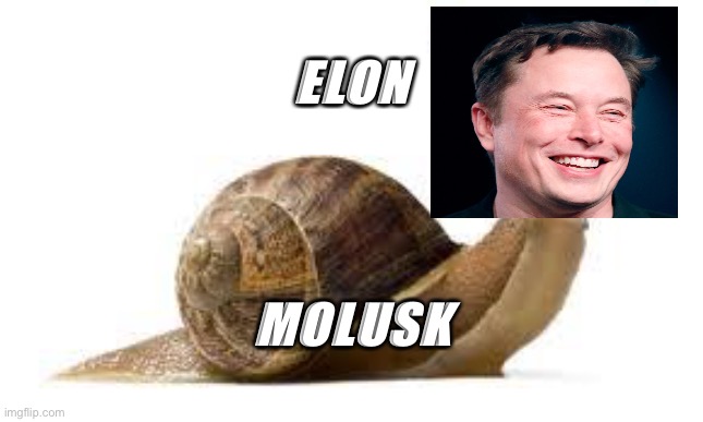 Elon Molusk | ELON; MOLUSK | image tagged in snail,elon musk,memes,funny memes | made w/ Imgflip meme maker