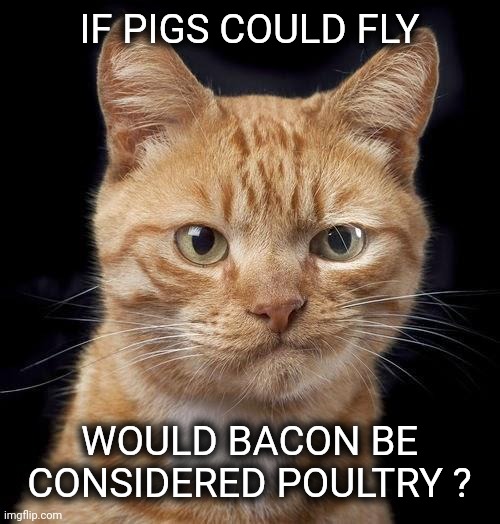 McKayla Meowroney | IF PIGS COULD FLY WOULD BACON BE CONSIDERED POULTRY ? | image tagged in mckayla meowroney | made w/ Imgflip meme maker