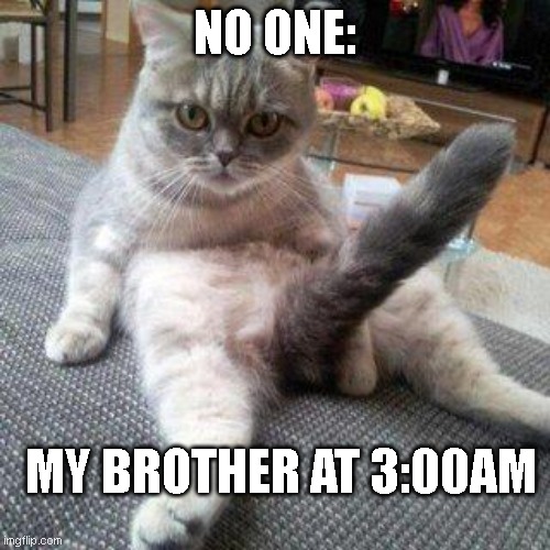 Cat boner | NO ONE:; MY BROTHER AT 3:00AM | image tagged in cat boner | made w/ Imgflip meme maker