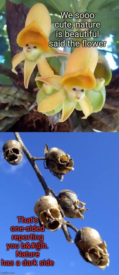 Snapdragon Seed Skulls | We sooo cute, nature is beautiful said the flower; That's one-sided reporting you b&#@h. Nature has a dark side | image tagged in skull,dank memes,dark humor,nature,flowers,seeds | made w/ Imgflip meme maker