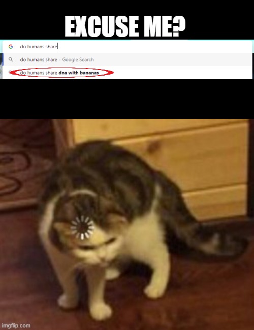 EXCUSE ME? | image tagged in loading cat | made w/ Imgflip meme maker