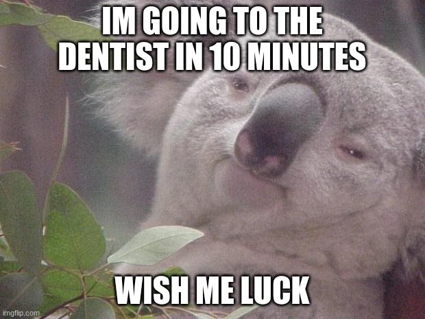 bad bad bad bad b a d- | IM GOING TO THE DENTIST IN 10 MINUTES; WISH ME LUCK | image tagged in dank koala,msmg | made w/ Imgflip meme maker