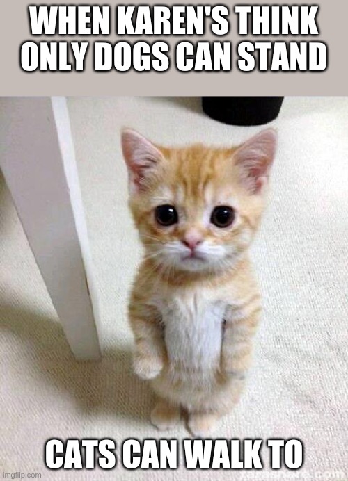 i can stand tooooo!!! | WHEN KAREN'S THINK ONLY DOGS CAN STAND; CATS CAN WALK TO | image tagged in memes,cute cat,cats | made w/ Imgflip meme maker