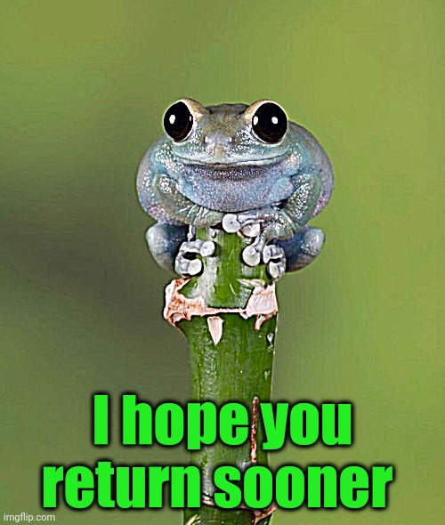 Cute Baby Frog | I hope you return sooner | image tagged in cute baby frog | made w/ Imgflip meme maker