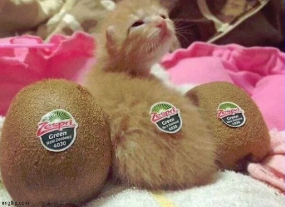 OwO | image tagged in cats,kiwi | made w/ Imgflip meme maker