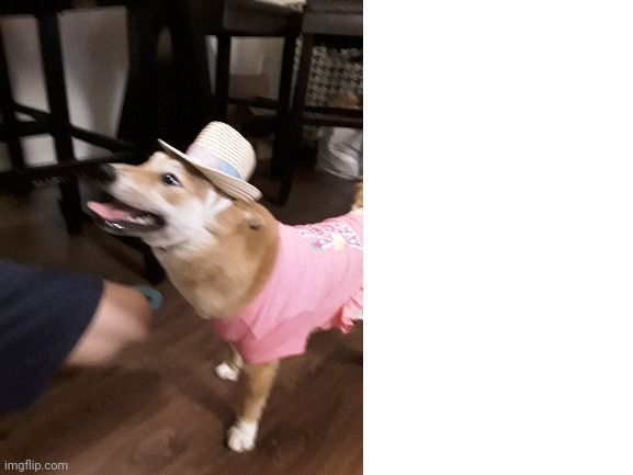 Sorry for the blurriness but she was excited | made w/ Imgflip meme maker