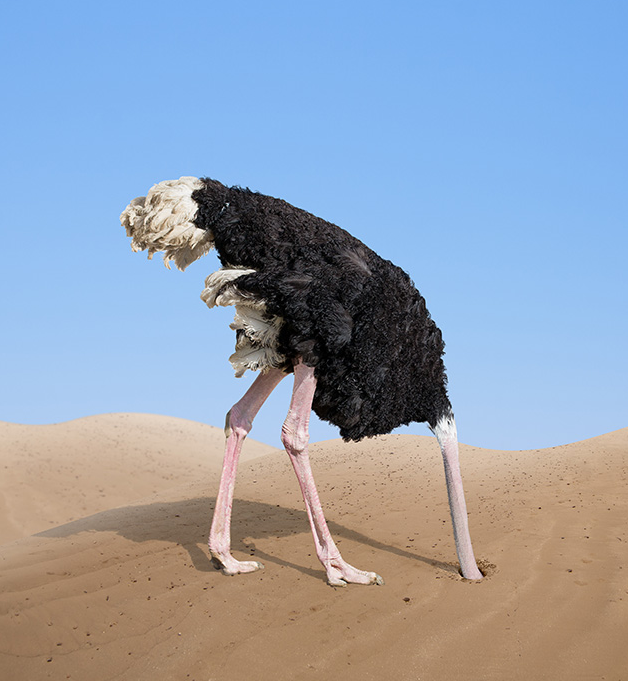 High Quality Ostrich Head in Sand Blank Meme Template