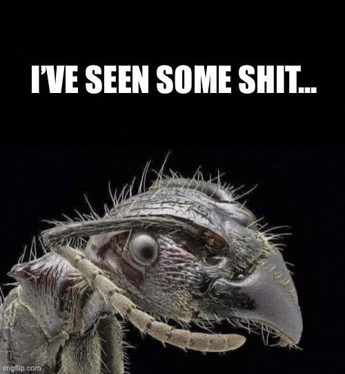I’ve Seen Some Shit Ant | I’VE SEEN SOME SHIT... | image tagged in i ve seen some shit ant,ant,seen,shit,ive,some | made w/ Imgflip meme maker