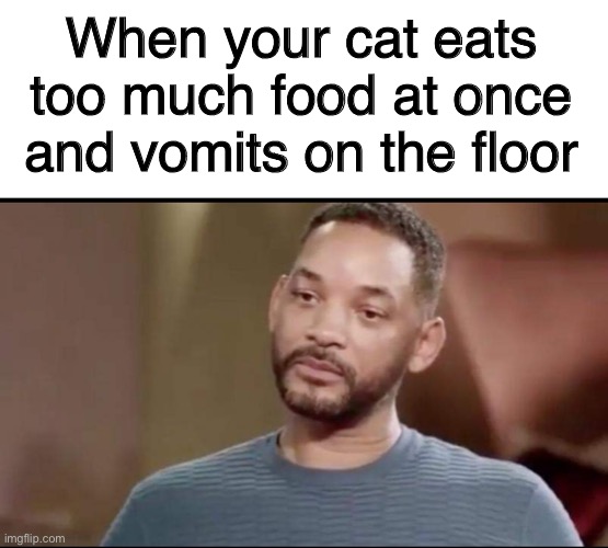 When your cat eats too much food at once and vomits on the floor | image tagged in blank white template,sad will smith,cat,cat memes,cats,cat meme | made w/ Imgflip meme maker