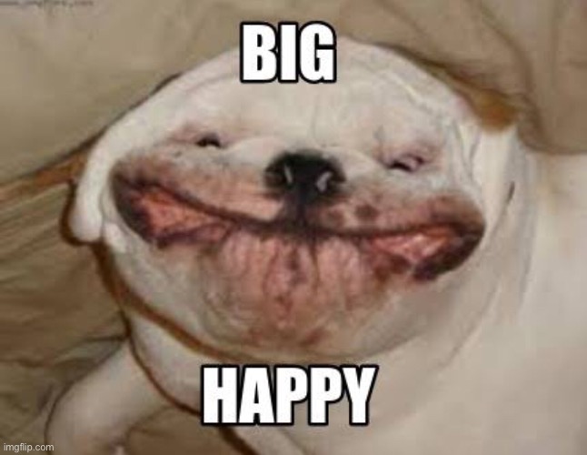big happy | image tagged in dogs | made w/ Imgflip meme maker