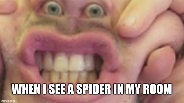 SPIDER!!! | WHEN I SEE A SPIDER IN MY ROOM | image tagged in wierd,funny,memes,spider | made w/ Imgflip meme maker