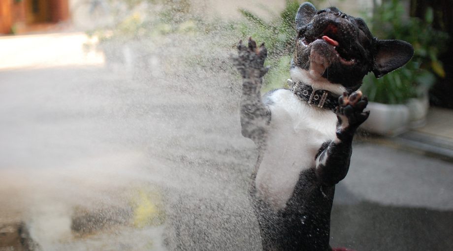 image tagged in dogs,animals