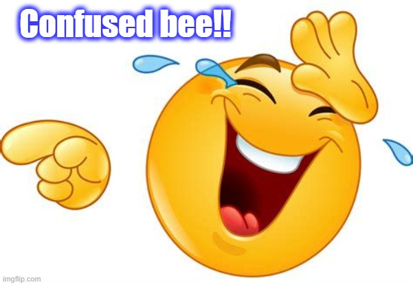 lol | Confused bee!! | image tagged in lol | made w/ Imgflip meme maker