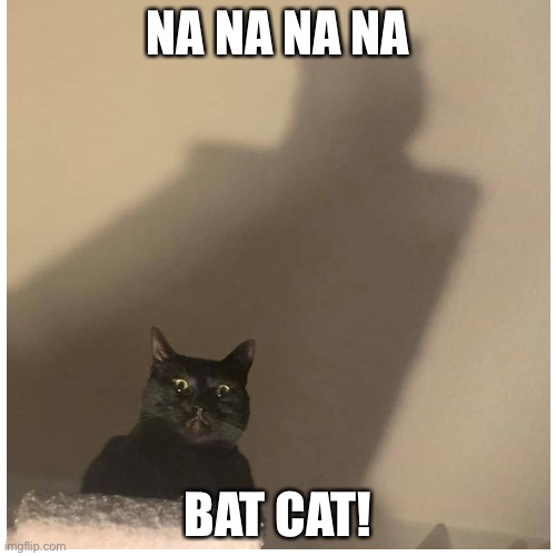 When the cat tree needs him he is there! | NA NA NA NA; BAT CAT! | image tagged in cat,bat cat,memes,funny memes | made w/ Imgflip meme maker
