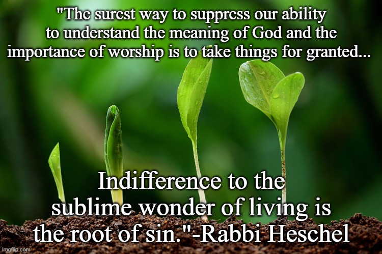 I asked for wonder. | "The surest way to suppress our ability to understand the meaning of God and the importance of worship is to take things for granted... Indifference to the sublime wonder of living is the root of sin."-Rabbi Heschel | image tagged in heschel,amazement,seeds | made w/ Imgflip meme maker