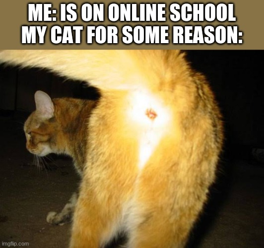 Cats Butt | ME: IS ON ONLINE SCHOOL
MY CAT FOR SOME REASON: | image tagged in cats butt,cats | made w/ Imgflip meme maker