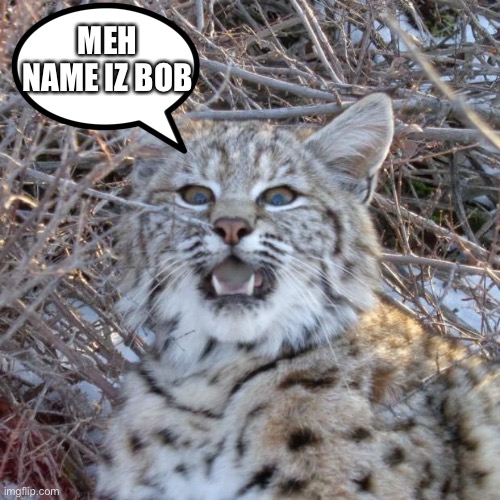 bobcat | MEH NAME IZ BOB | image tagged in bobcat | made w/ Imgflip meme maker
