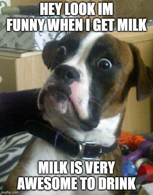 Surprised Dog | HEY LOOK IM FUNNY WHEN I GET MILK; MILK IS VERY AWESOME TO DRINK | image tagged in surprised dog | made w/ Imgflip meme maker
