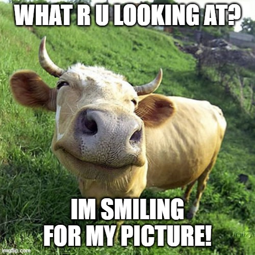 funny cow | WHAT R U LOOKING AT? IM SMILING FOR MY PICTURE! | image tagged in funny cow | made w/ Imgflip meme maker