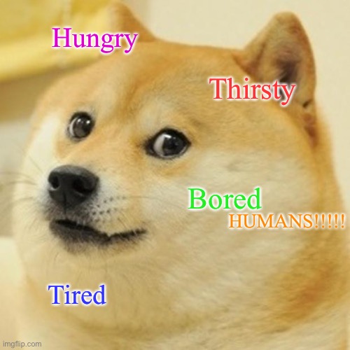Doge Meme | Hungry; Thirsty; Bored; HUMANS!!!!! Tired | image tagged in memes,doge | made w/ Imgflip meme maker