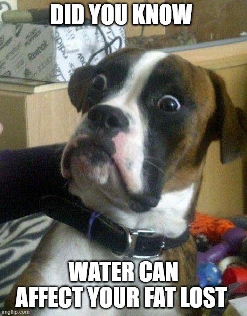Surprised Dog | DID YOU KNOW; WATER CAN AFFECT YOUR FAT LOST | image tagged in surprised dog | made w/ Imgflip meme maker