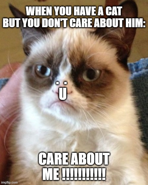 Cat meme | WHEN YOU HAVE A CAT BUT YOU DON'T CARE ABOUT HIM:; .  . 
U; CARE ABOUT ME !!!!!!!!!!! | image tagged in cats matters | made w/ Imgflip meme maker