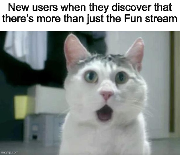 Shocking, I know |  New users when they discover that there’s more than just the Fun stream | image tagged in memes,omg cat,imgflip,new users,streams,msmg | made w/ Imgflip meme maker