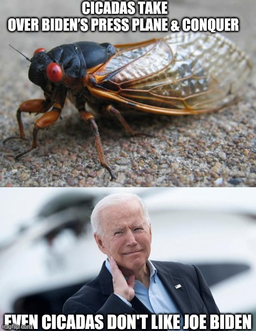 Thank you Cicadas nature take its course to realize that Joe Biden suck | CICADAS TAKE OVER BIDEN’S PRESS PLANE & CONQUER; EVEN CICADAS DON'T LIKE JOE BIDEN | image tagged in cicada | made w/ Imgflip meme maker