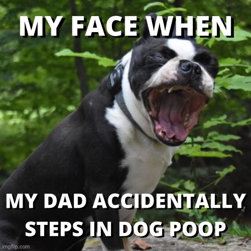 Poop | image tagged in dog | made w/ Imgflip meme maker